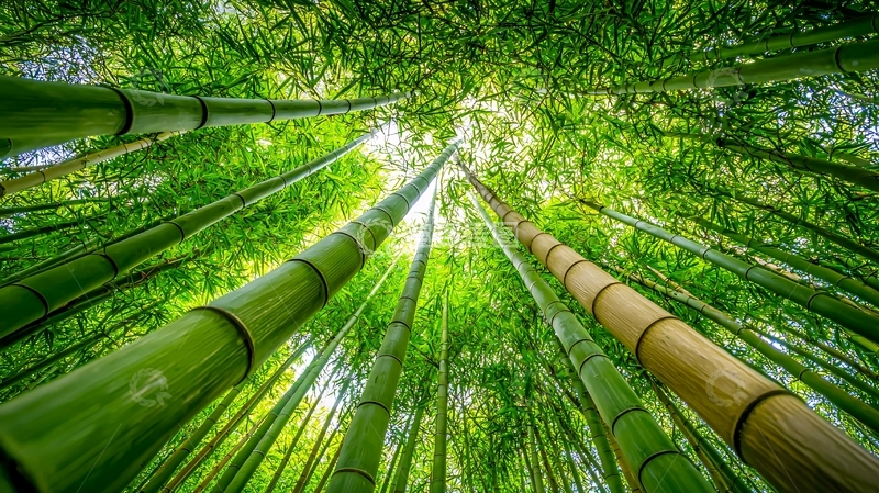 高清大图下载【趣麦麦图】绿色竹林高清图片