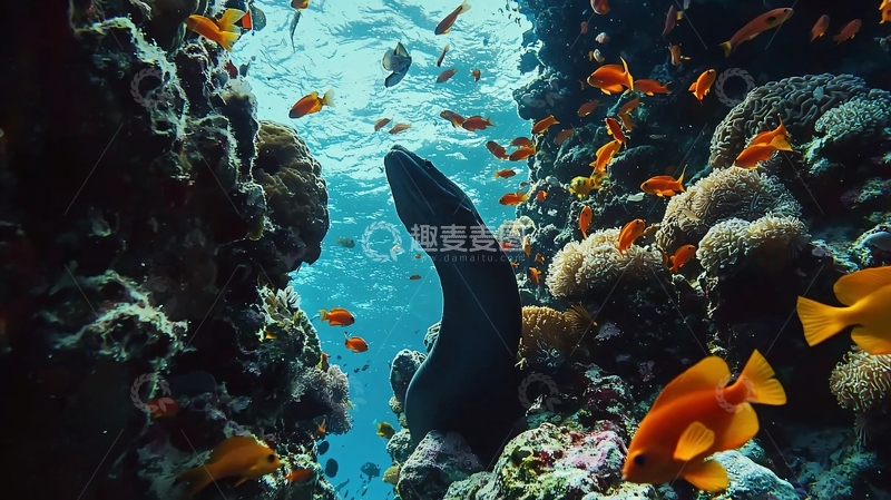 高清大图下载【趣麦麦图】海底珊瑚礁与海龟