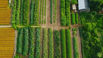 乡村的农田生物多样性