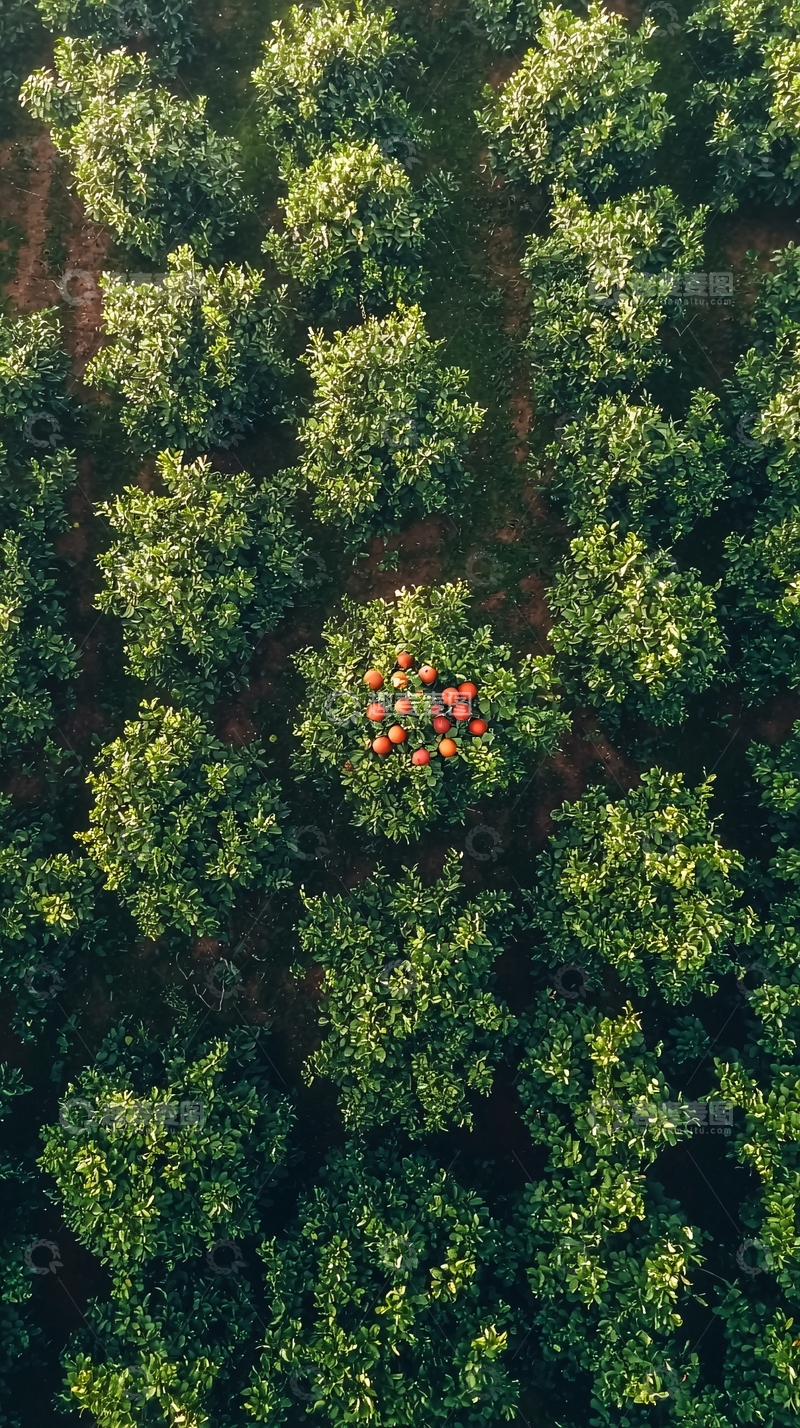 高清大图下载【趣麦麦图】田间的多样水果树