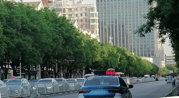 路边的绿树