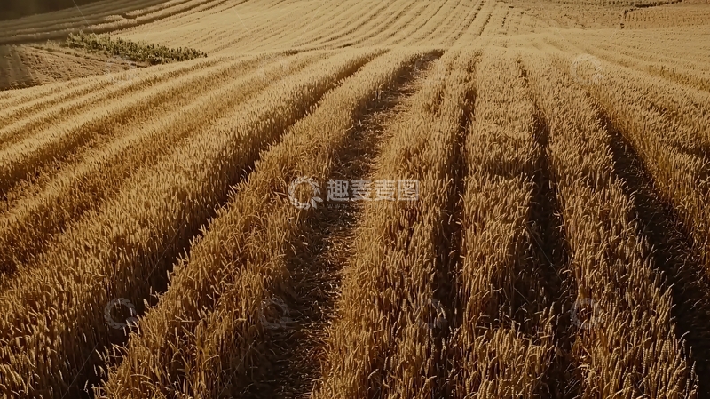 高清大图下载【趣麦麦图】丰收的谷物田