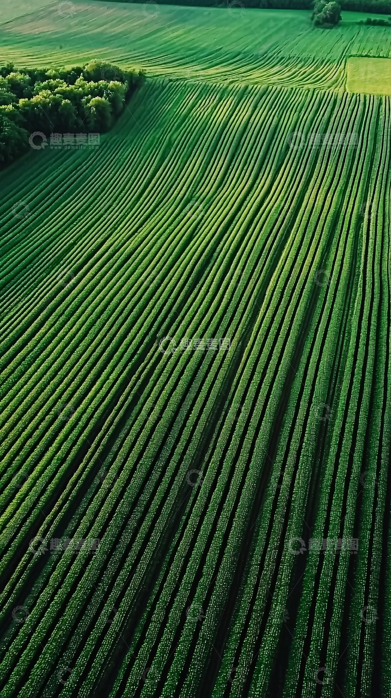 高清大图下载【趣麦麦图】绿色田野风景线