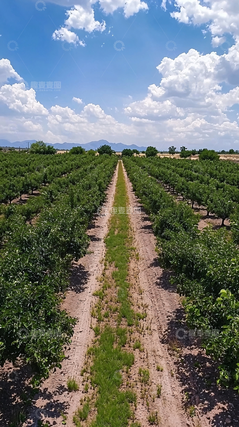 高清大图下载【趣麦麦图】有机苹果园高清图片