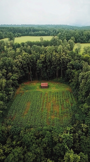 田间的生物多样性观察