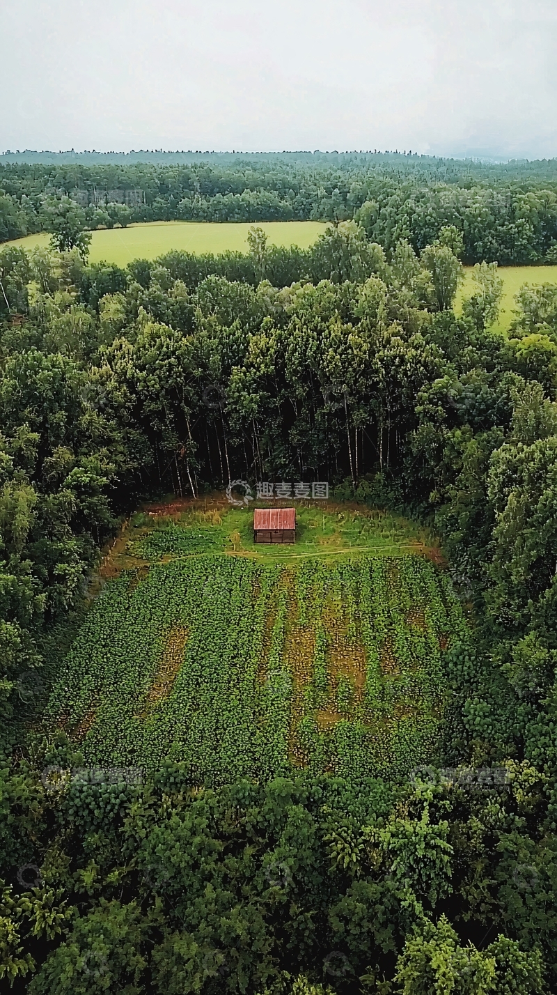 高清大图下载【趣麦麦图】田间的生物多样性观察