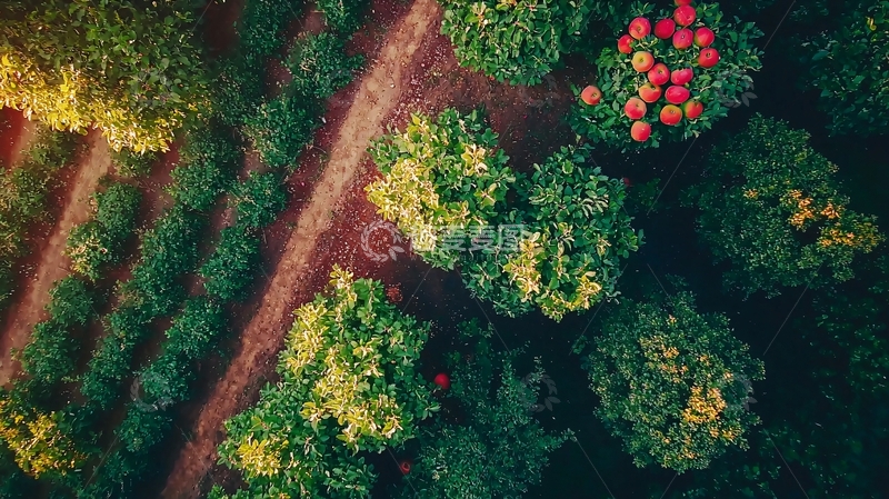 高清大图下载【趣麦麦图】有机苹果园高清图片