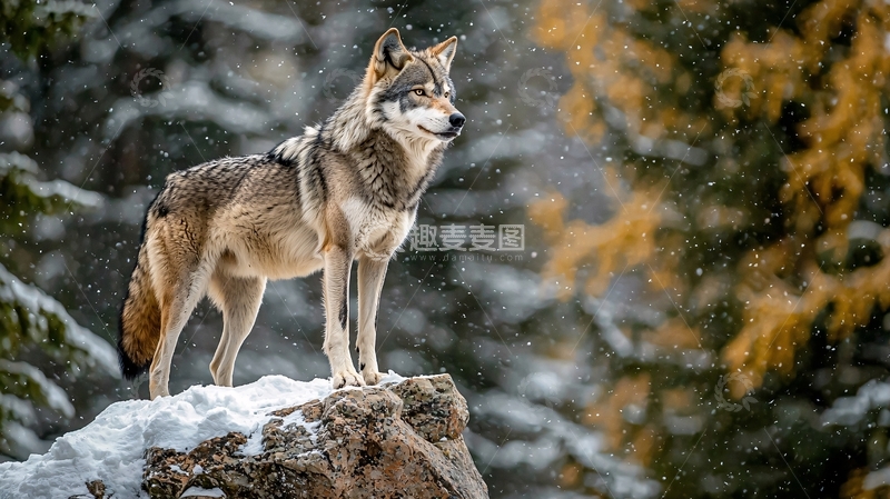 高清大图下载【趣麦麦图】雪地中的狼高清图片