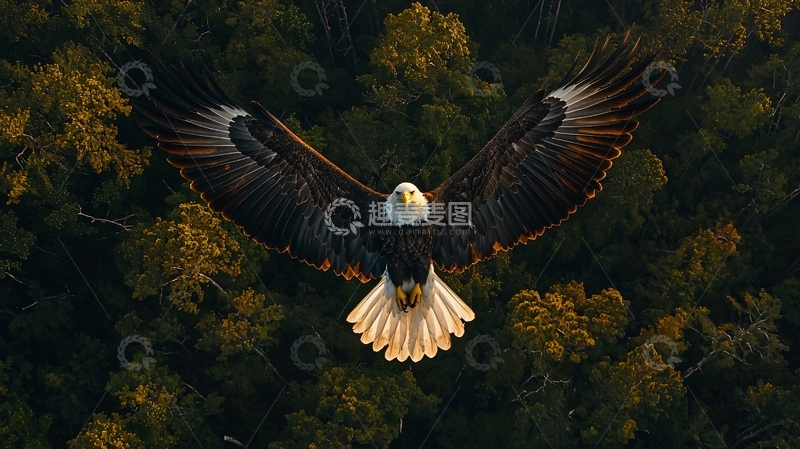 高清大图下载【趣麦麦图】翱翔的雄鹰与森林