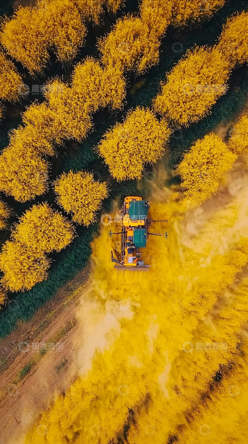 高清大图下载【趣麦麦图】水稻的收割高清图片