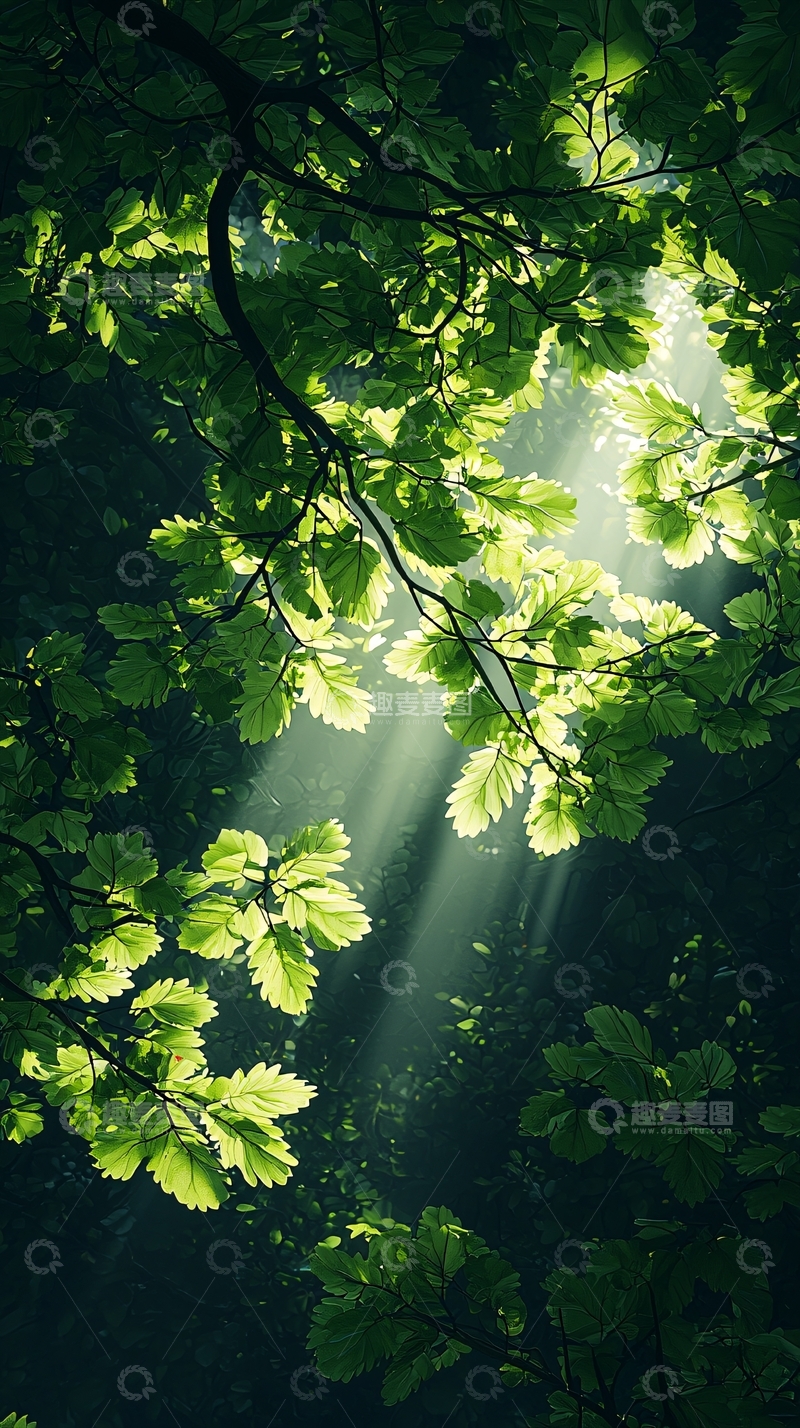 高清大图下载【趣麦麦图】阳光穿透树叶的森林场景