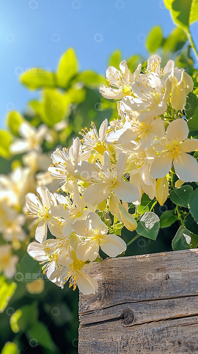 高清大图下载【趣麦麦图】阳光下的白色花朵与木栅栏