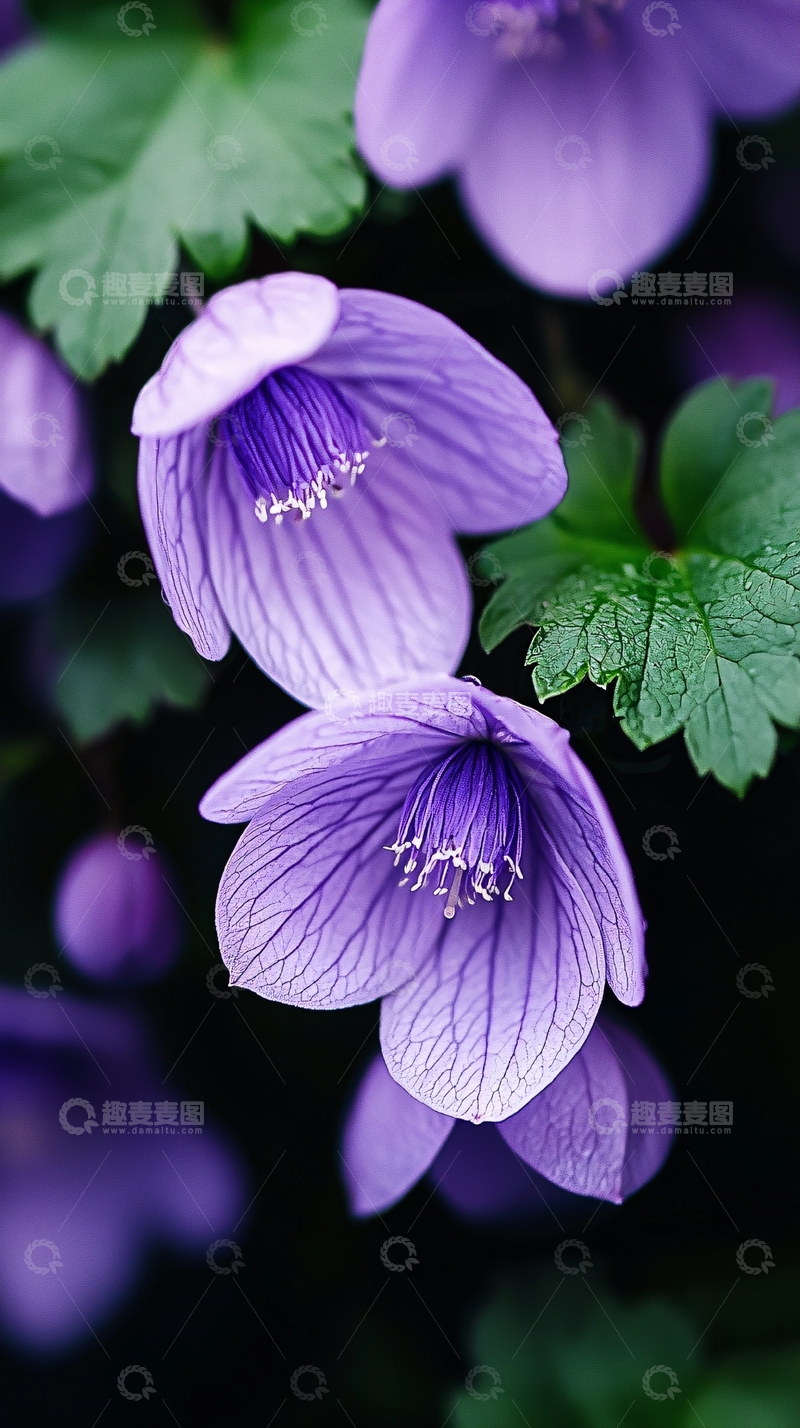 高清大图下载【趣麦麦图】紫色花朵特写自然背景