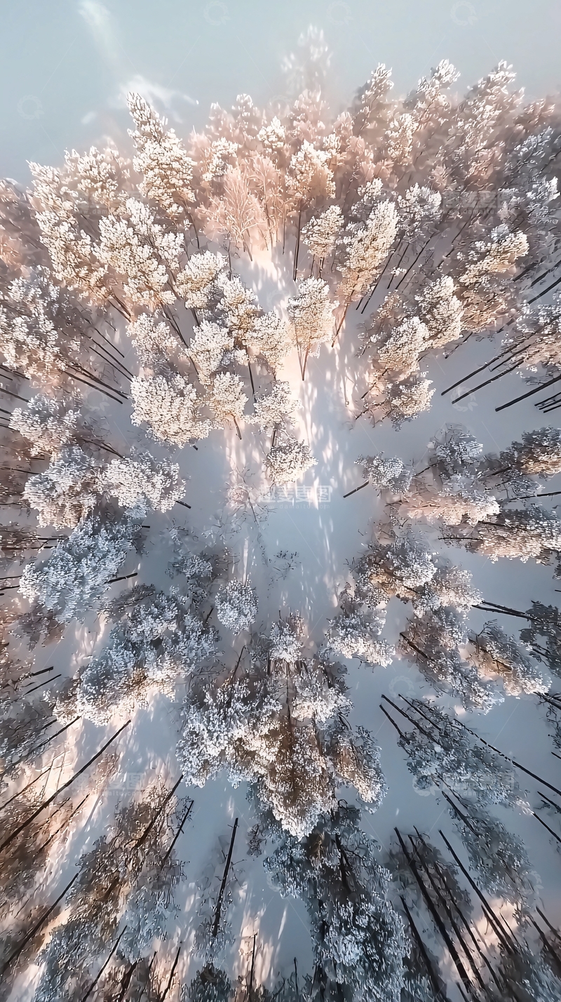 高清大图下载【趣麦麦图】白雪松林高清图片