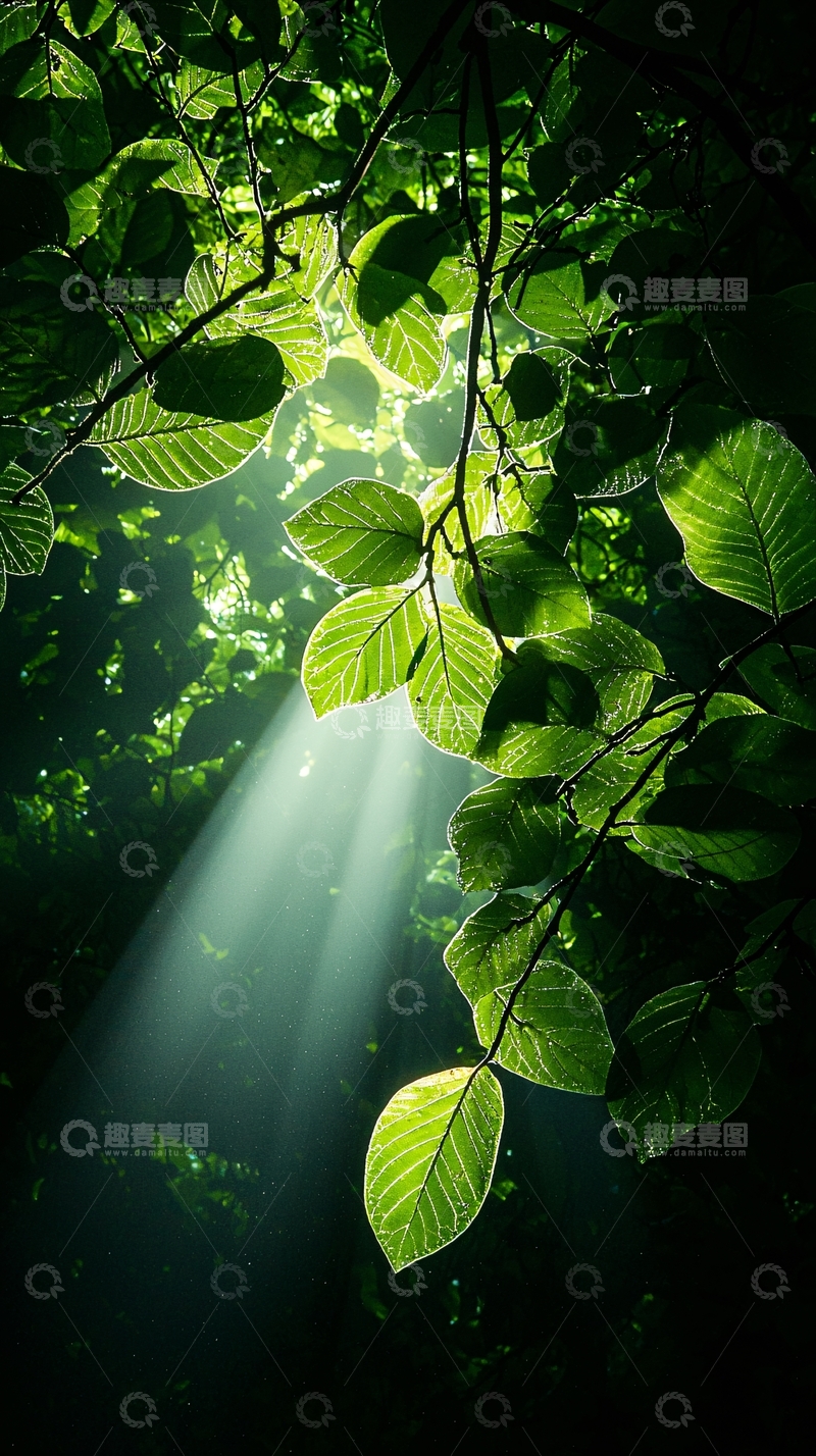 高清大图下载【趣麦麦图】阳光穿透树叶自然风光