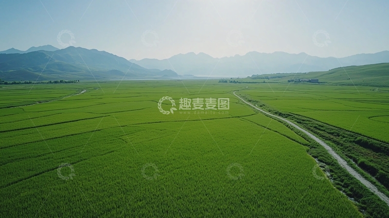 高清大图下载【趣麦麦图】初夏的稻田风光