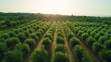 阳光下的橄榄林