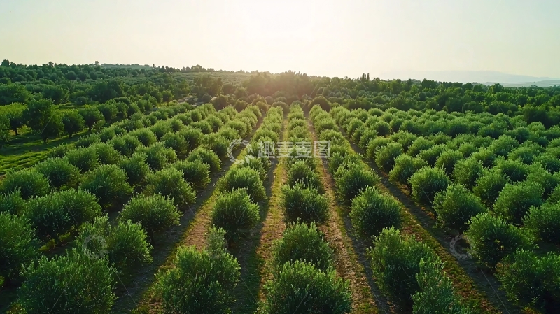 高清大图下载【趣麦麦图】阳光下的橄榄林