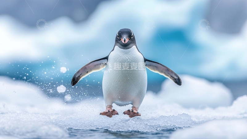 高清大图下载【趣麦麦图】企鹅在冰面上跳跃