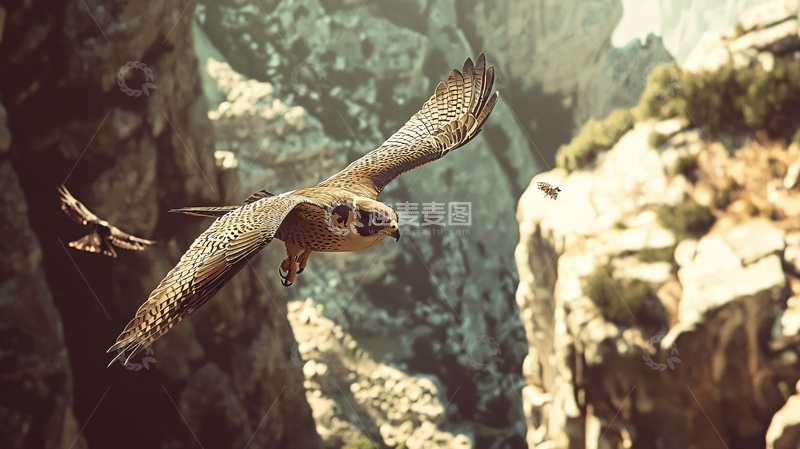 高清大图下载【趣麦麦图】猎鹰翱翔于悬崖峭壁间