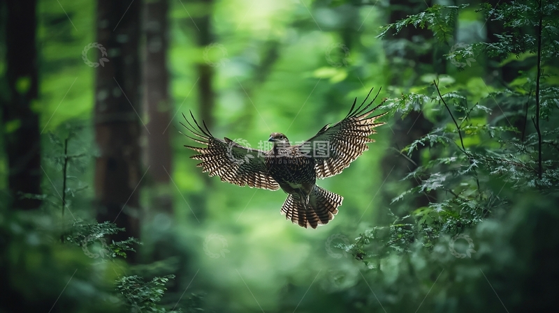 高清大图下载【趣麦麦图】森林中的鹰展翅飞翔