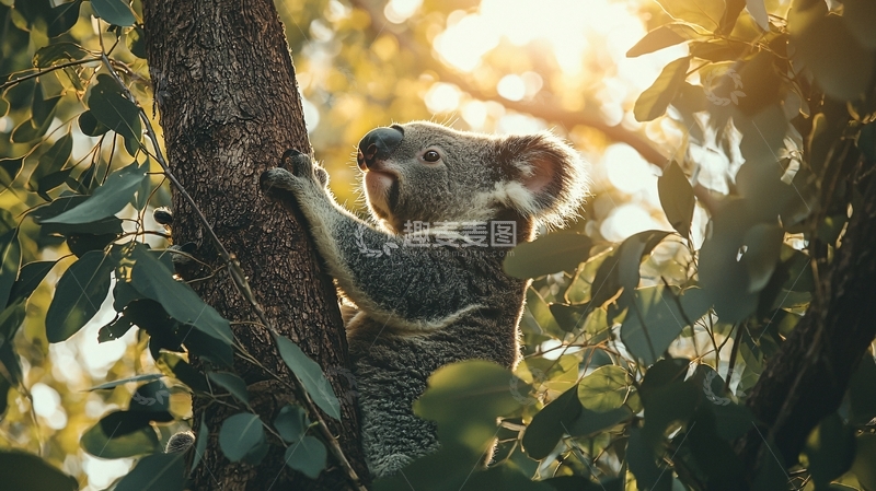 高清大图下载【趣麦麦图】树上的考拉高清图片
