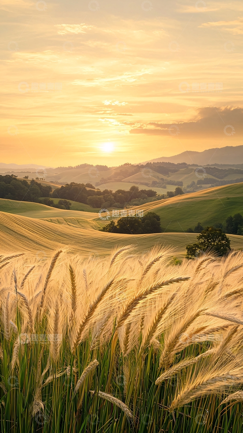 高清大图下载【趣麦麦图】夕阳下的麦田风景