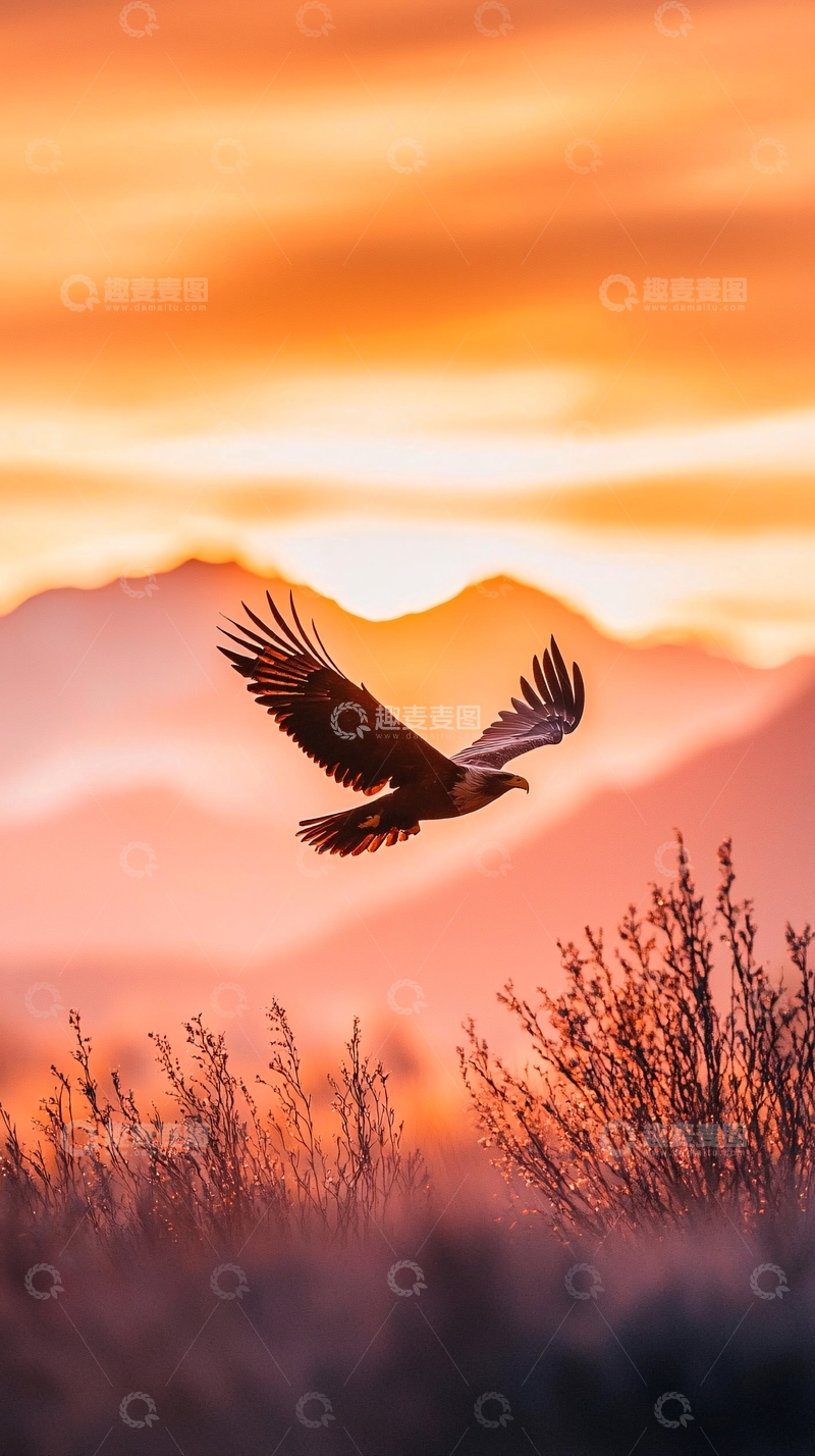 高清大图下载【趣麦麦图】日落山间展翅雄鹰