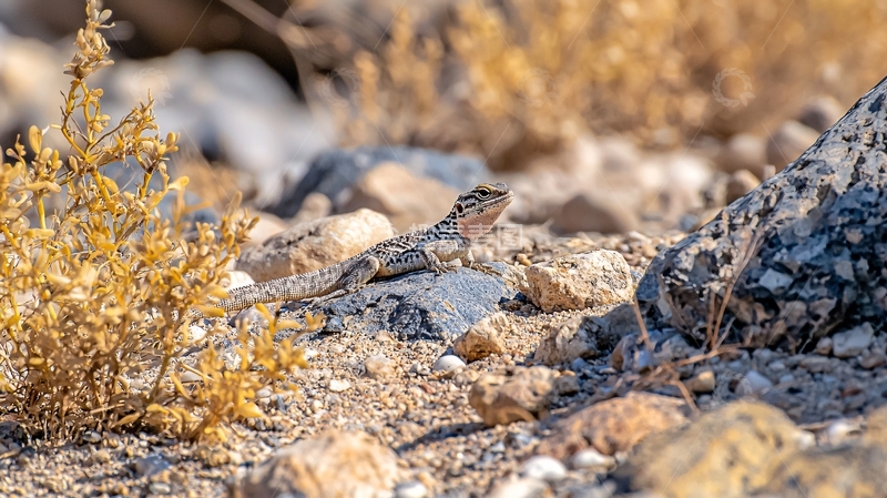 高清大图下载【趣麦麦图】沙漠蜥蜴自然景观