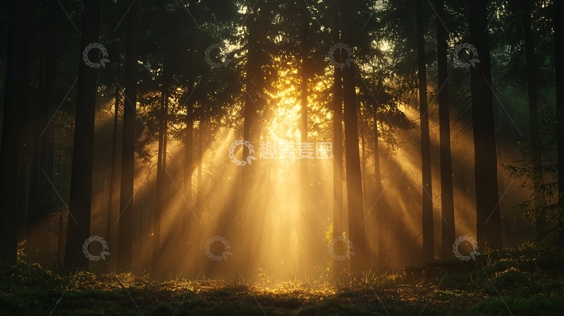 高清大图下载【趣麦麦图】晨光穿透森林