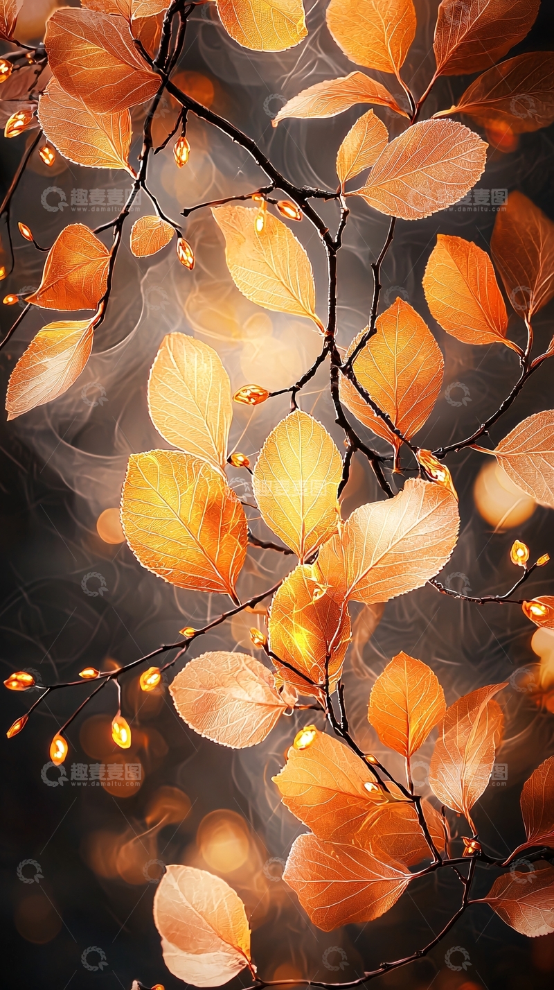 高清大图下载【趣麦麦图】秋日光影中的树叶
