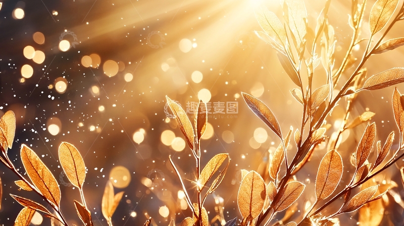 高清大图下载【趣麦麦图】金色阳光下的植物枝叶