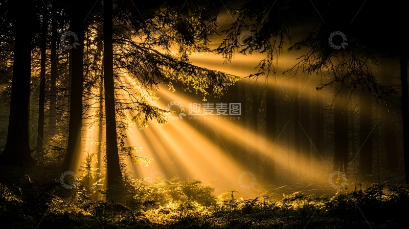 高清大图下载【趣麦麦图】晨光穿透森林