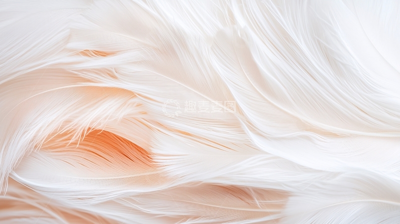 高清大图下载【趣麦麦图】羽毛纹理背景素材