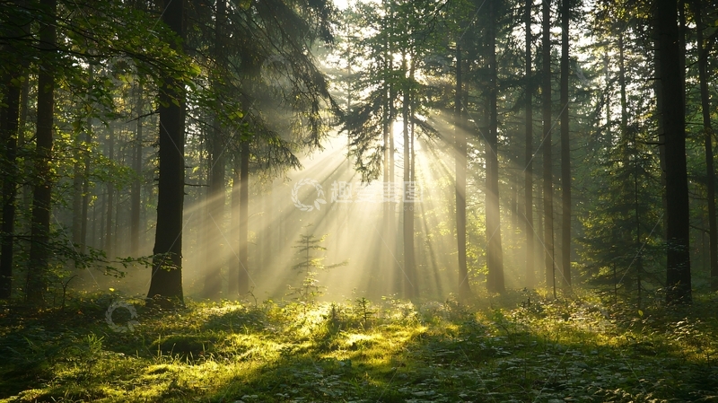 高清大图下载【趣麦麦图】晨光穿透森林