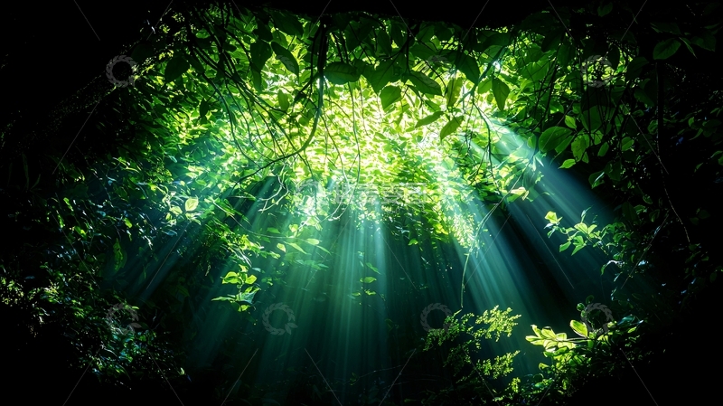 高清大图下载【趣麦麦图】森林中的阳光穿透树叶