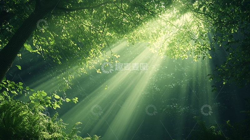 高清大图下载【趣麦麦图】森林中的阳光穿透树叶