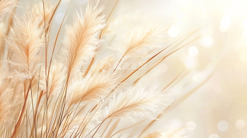 高清大图下载【趣麦麦图】秋日芦苇自然风光