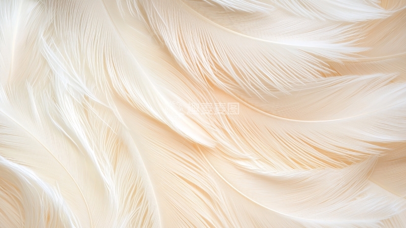 高清大图下载【趣麦麦图】柔和羽毛纹理背景
