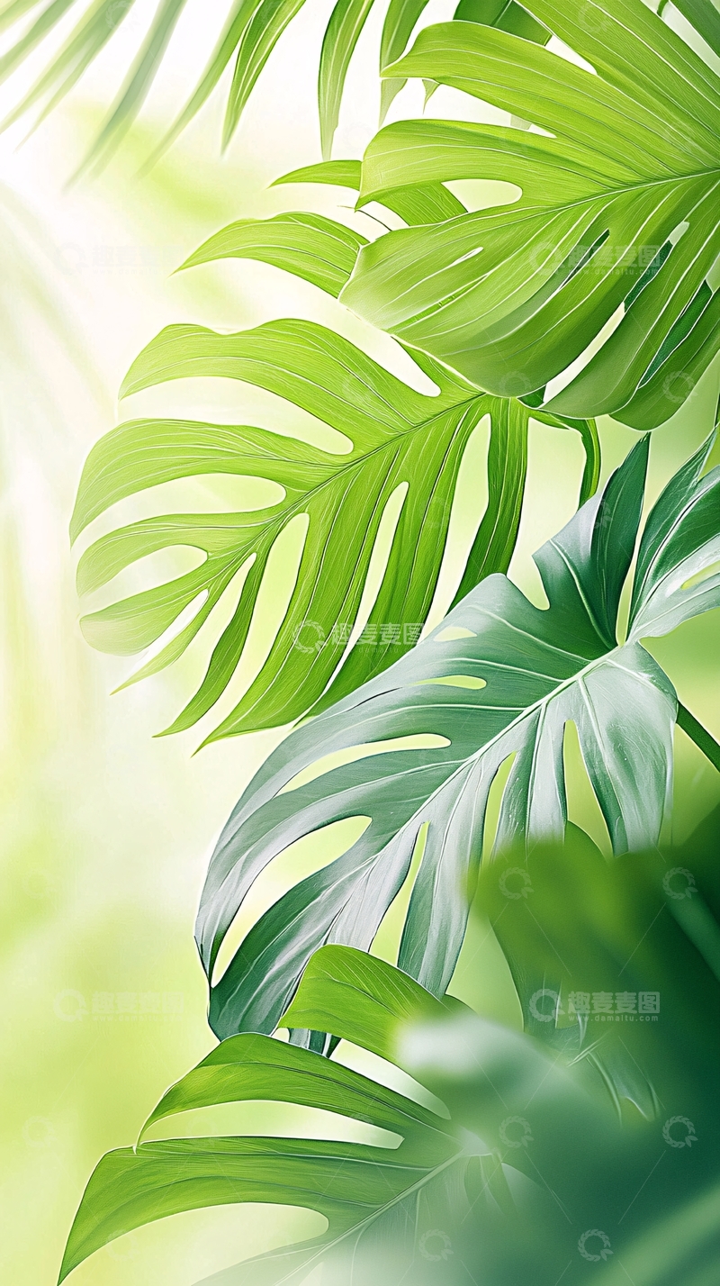 高清大图下载【趣麦麦图】热带植物叶子背景图
