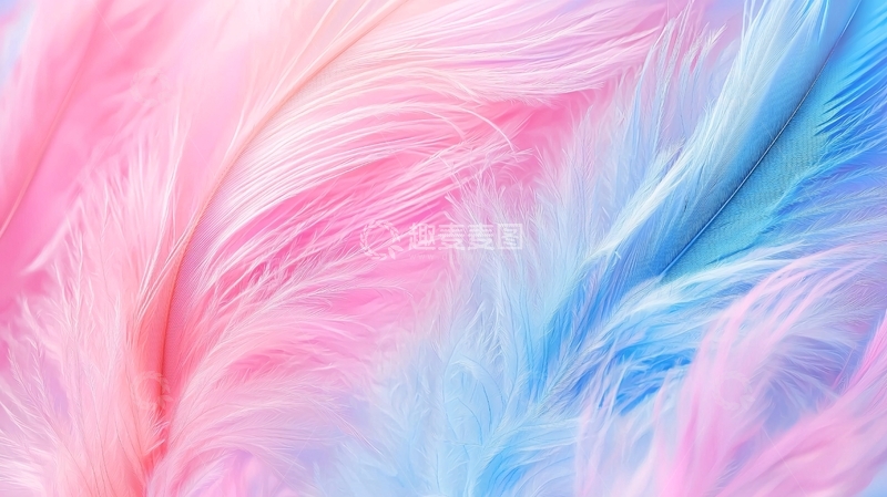 高清大图下载【趣麦麦图】粉色与蓝色羽毛的艺术背景