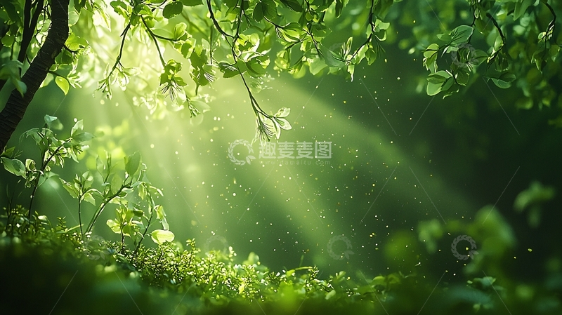 高清大图下载【趣麦麦图】阳光透过树叶的森林场景