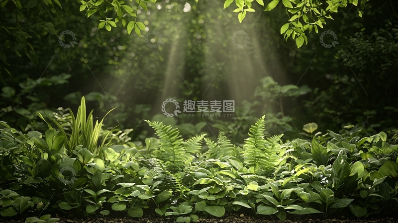 高清大图下载【趣麦麦图】森林中的阳光穿透树叶