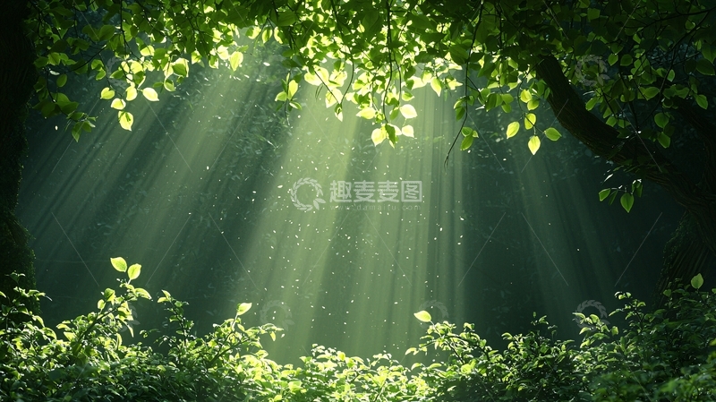 高清大图下载【趣麦麦图】森林中的阳光穿透树叶