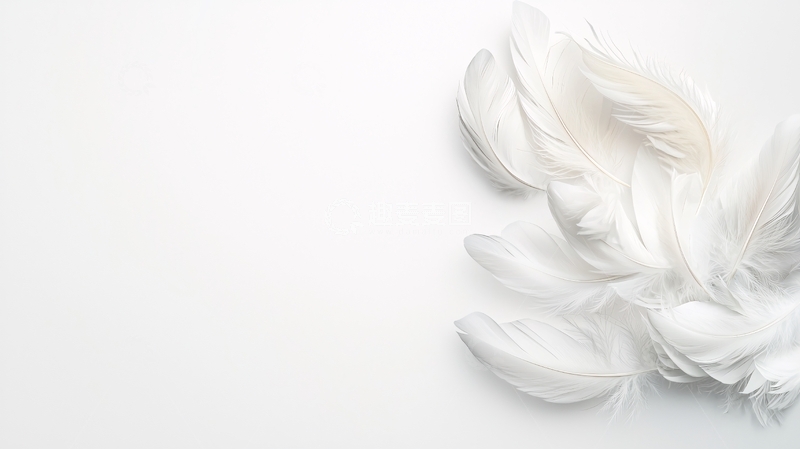 高清大图下载【趣麦麦图】白色羽毛背景素材