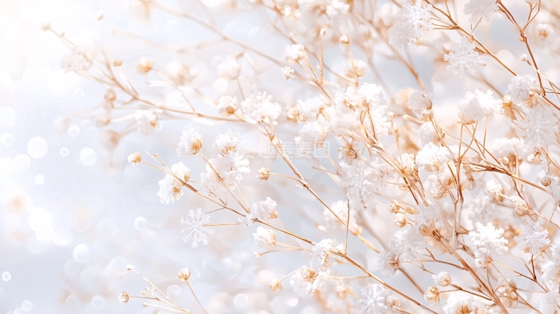 高清大图下载【趣麦麦图】冬日雪花覆盖的干花背景
