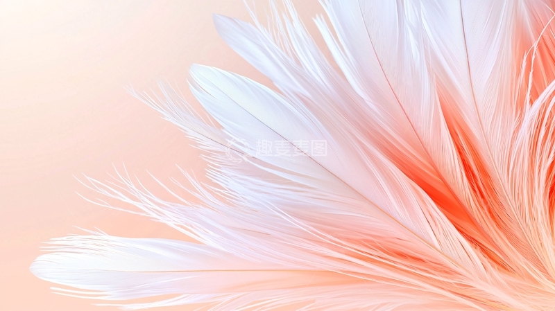 高清大图下载【趣麦麦图】羽毛渐变背景素材
