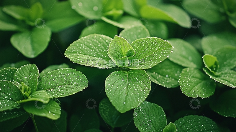 高清大图下载【趣麦麦图】清新绿叶露珠自然背景