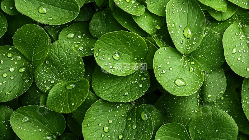 高清大图下载【趣麦麦图】雨后绿叶水珠自然背景