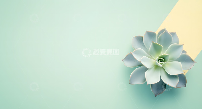 高清大图下载【趣麦麦图】多肉植物背景1